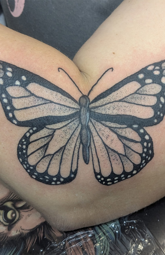 Monarch Butterfly