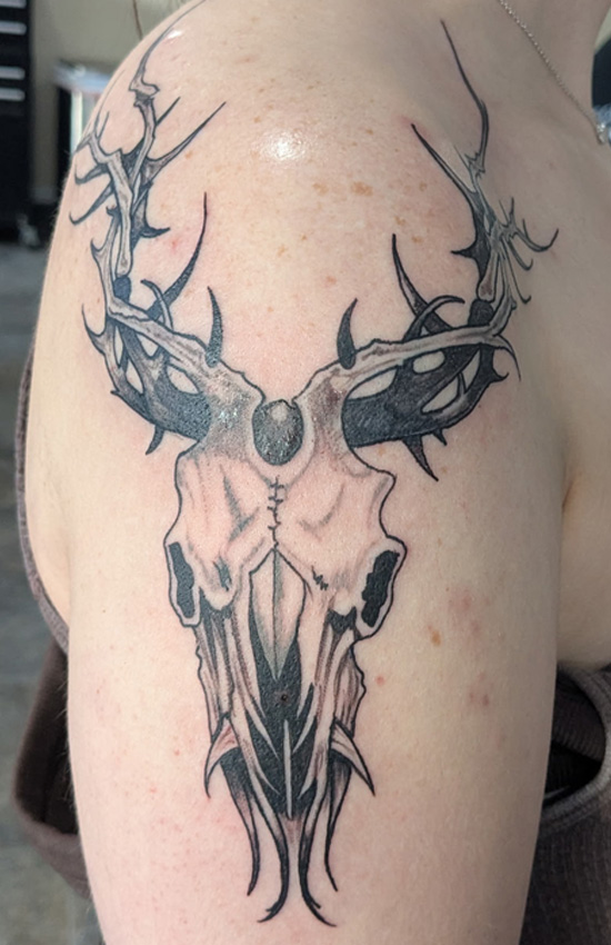 Deer Skull & Antlers