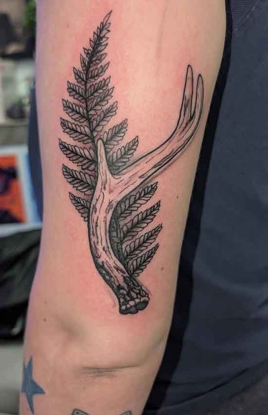 Antler & Fern