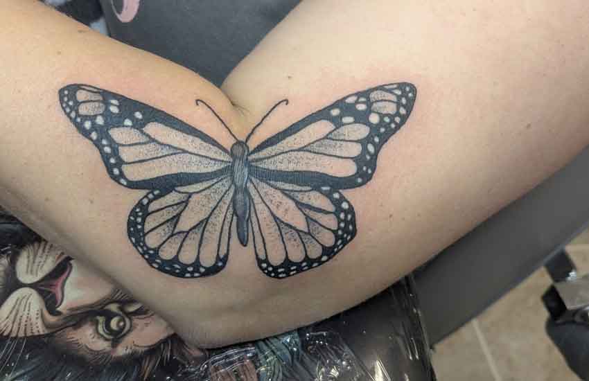 Monarch Butterfly